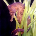 Seahorses available for Aquadoption at Heal the Bay for Father's Day, grads 